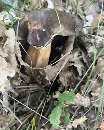 Malvetum Frühstückspension