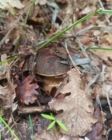 Nocleg ze śniadaniem Malvetum