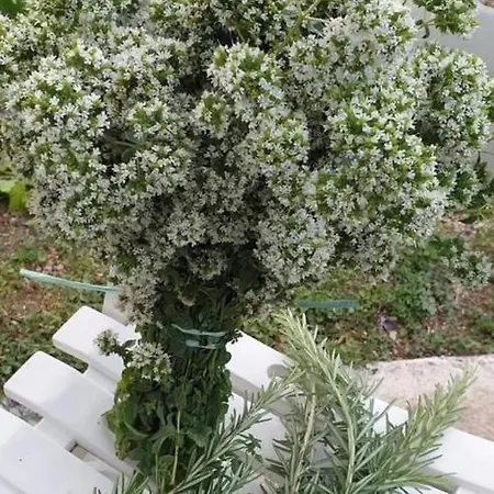 Panzió Malvetum 3*