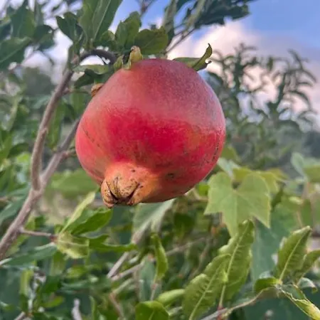 Malvetum Frühstückspension