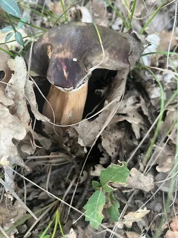 Malvetum Bed & Breakfast