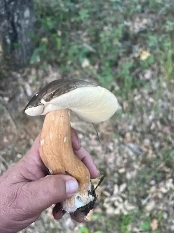 לינה וארוחת בוקר Malvetum