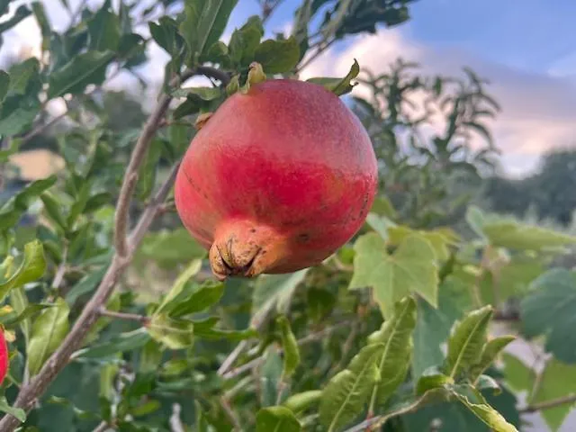 Malvetum Bed & Breakfast